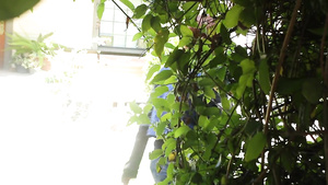 Horny Babes Have Lesbian Threesome Lick Session In Bed